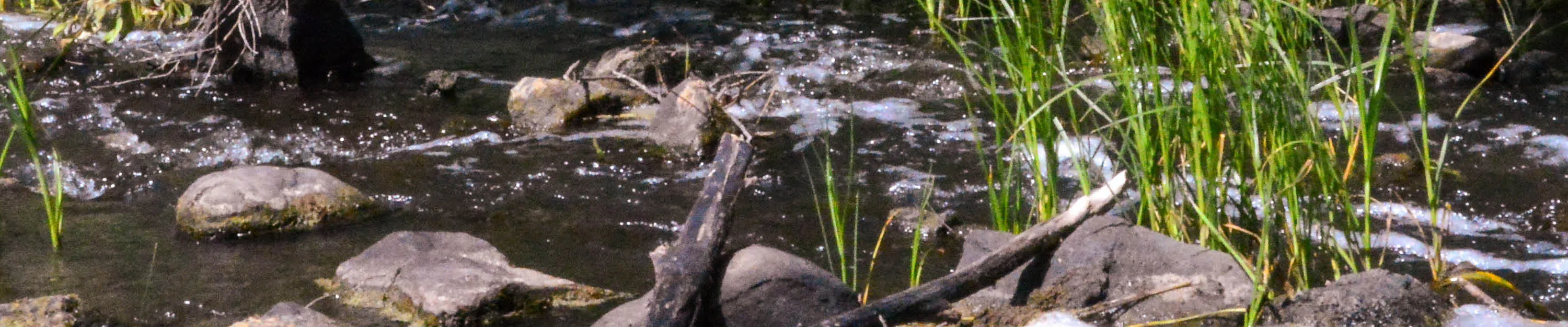 Image of waste flowing over stones in a creek, with rees growing through.