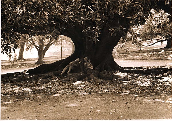 People resting in the shade of a Moreton Bay Fig in Hyde Park, 2000