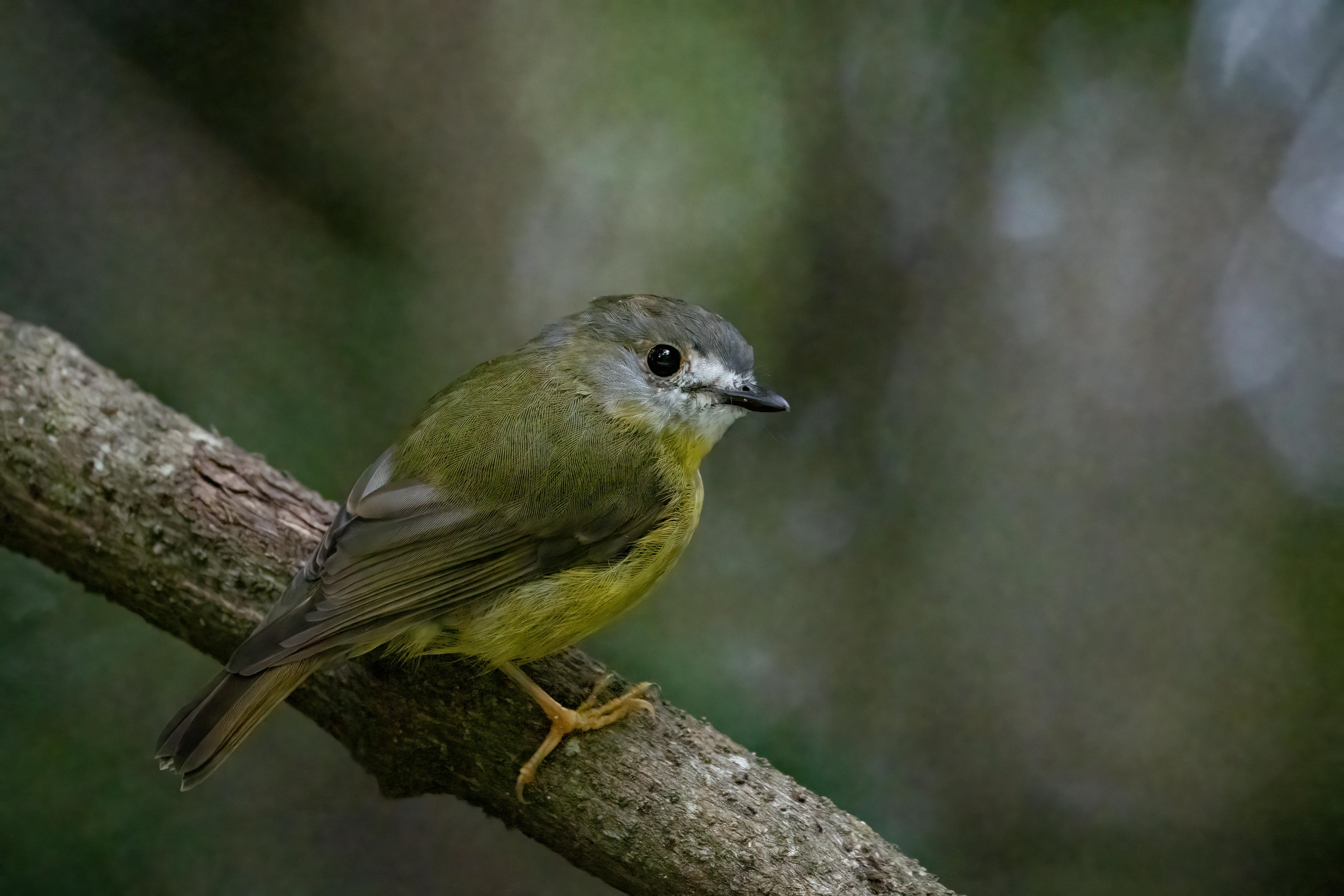 Pale yellow robin (Photo credit: Marama Hopkins)