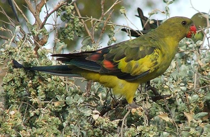 2 - Improving habitat for key threatened birds like the regent parrot.jpg