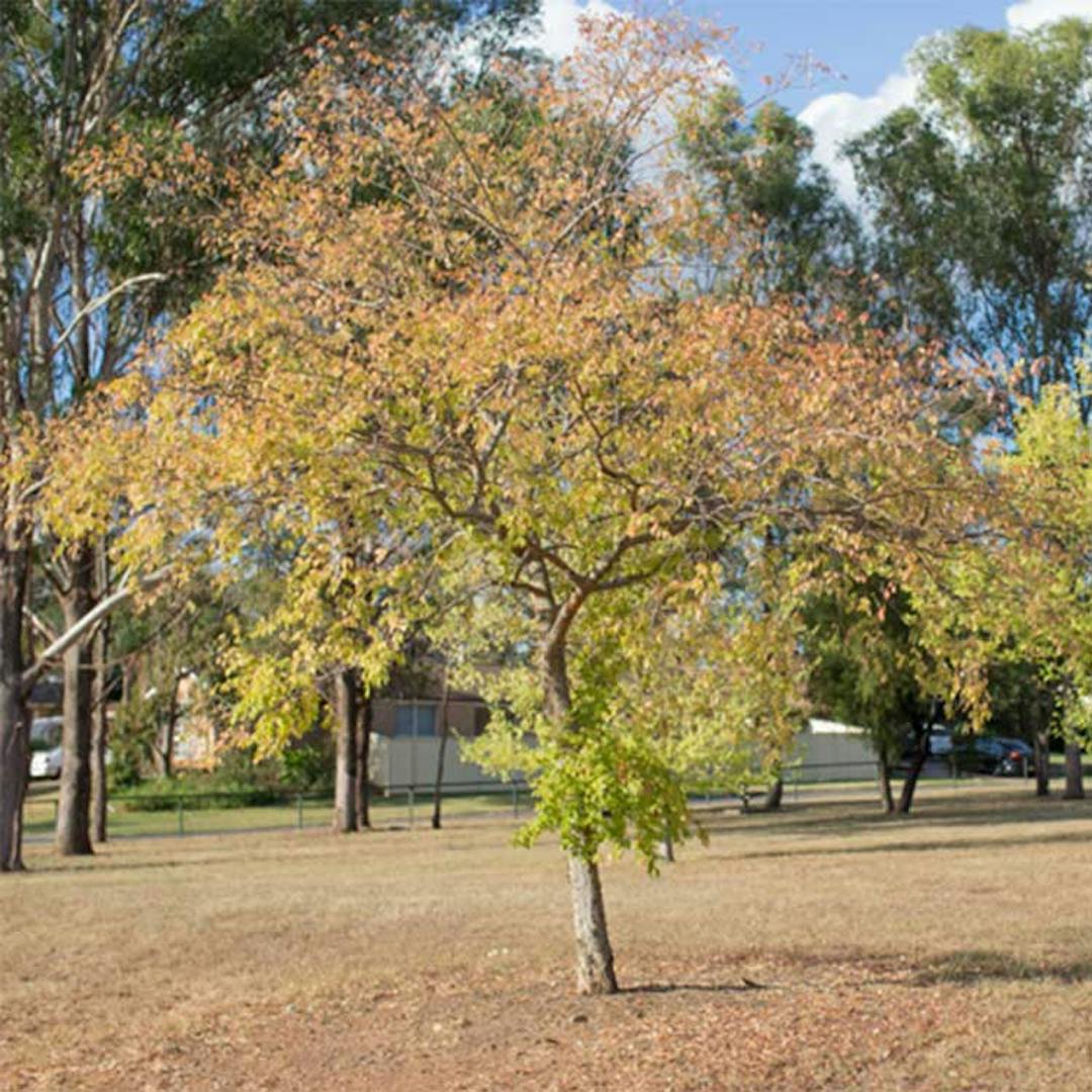 Trees in a park