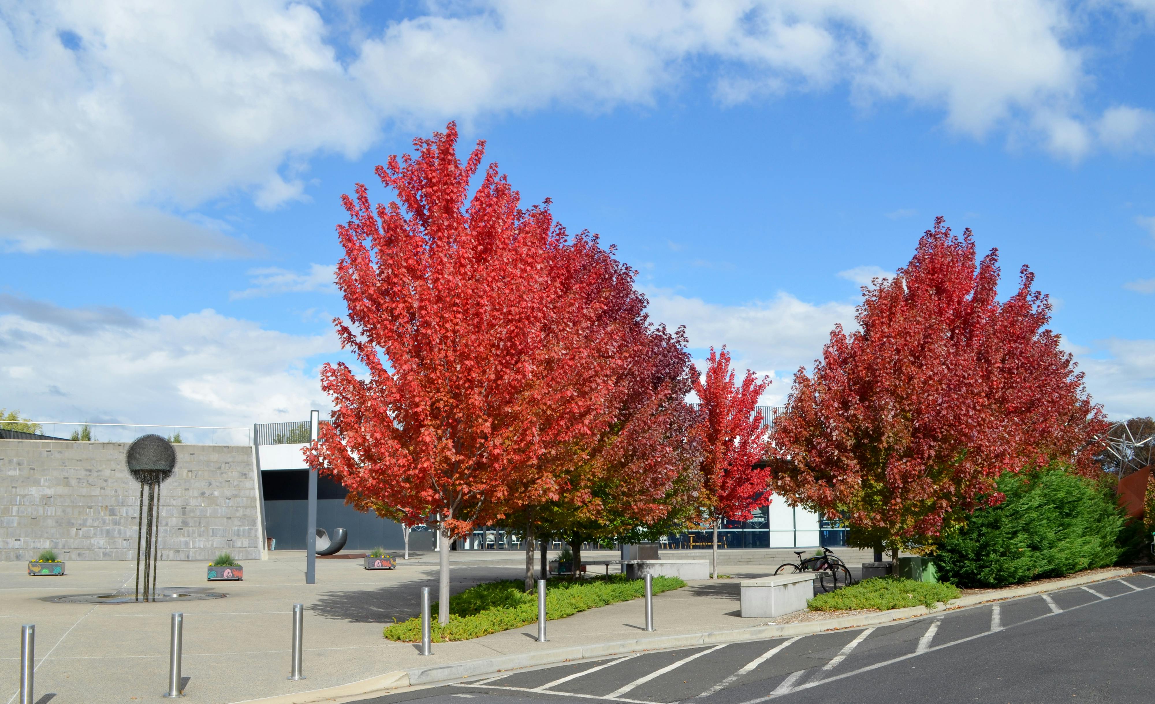 south court autumn 2023.jpg