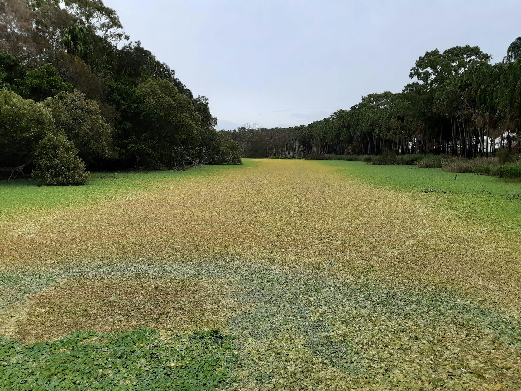 Water Lettuce at Moore Park beach wetland reserve - yellow brown areas indicate drone sprayed areas May 2022
