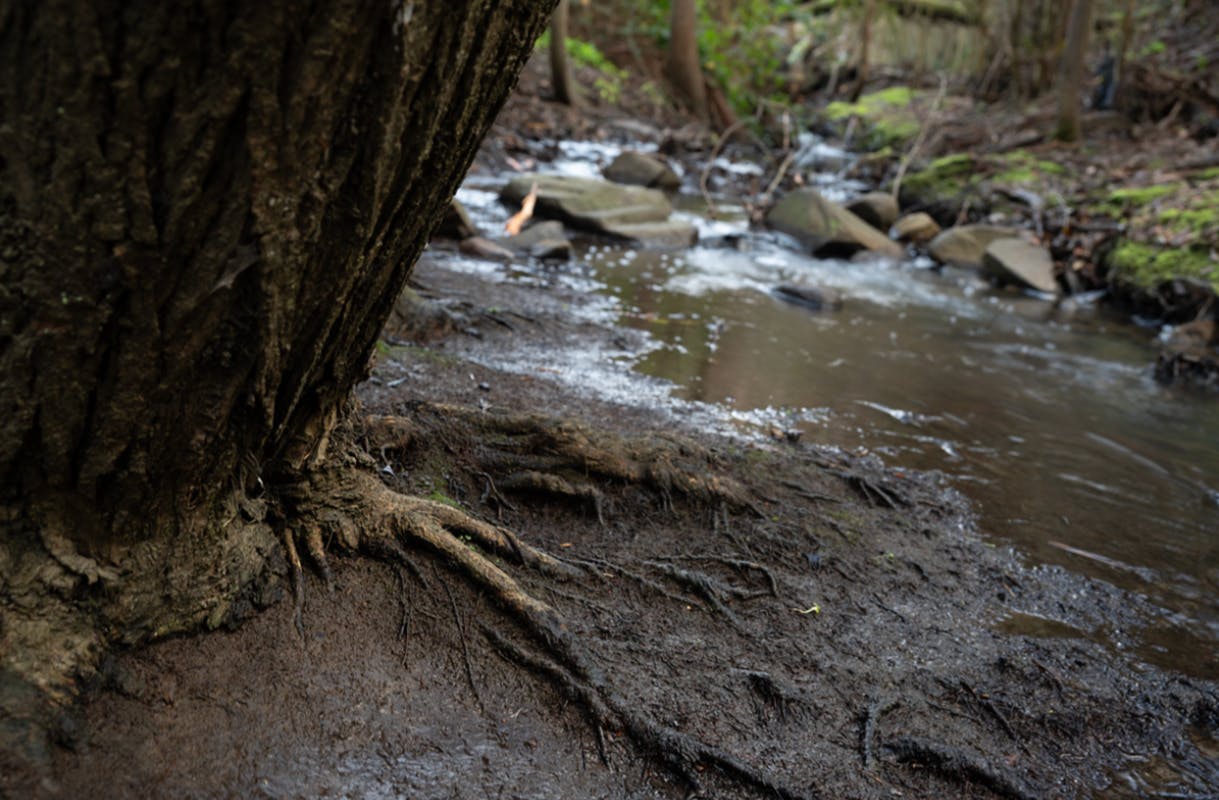 Crack willow in Sandy Bay Rivulet