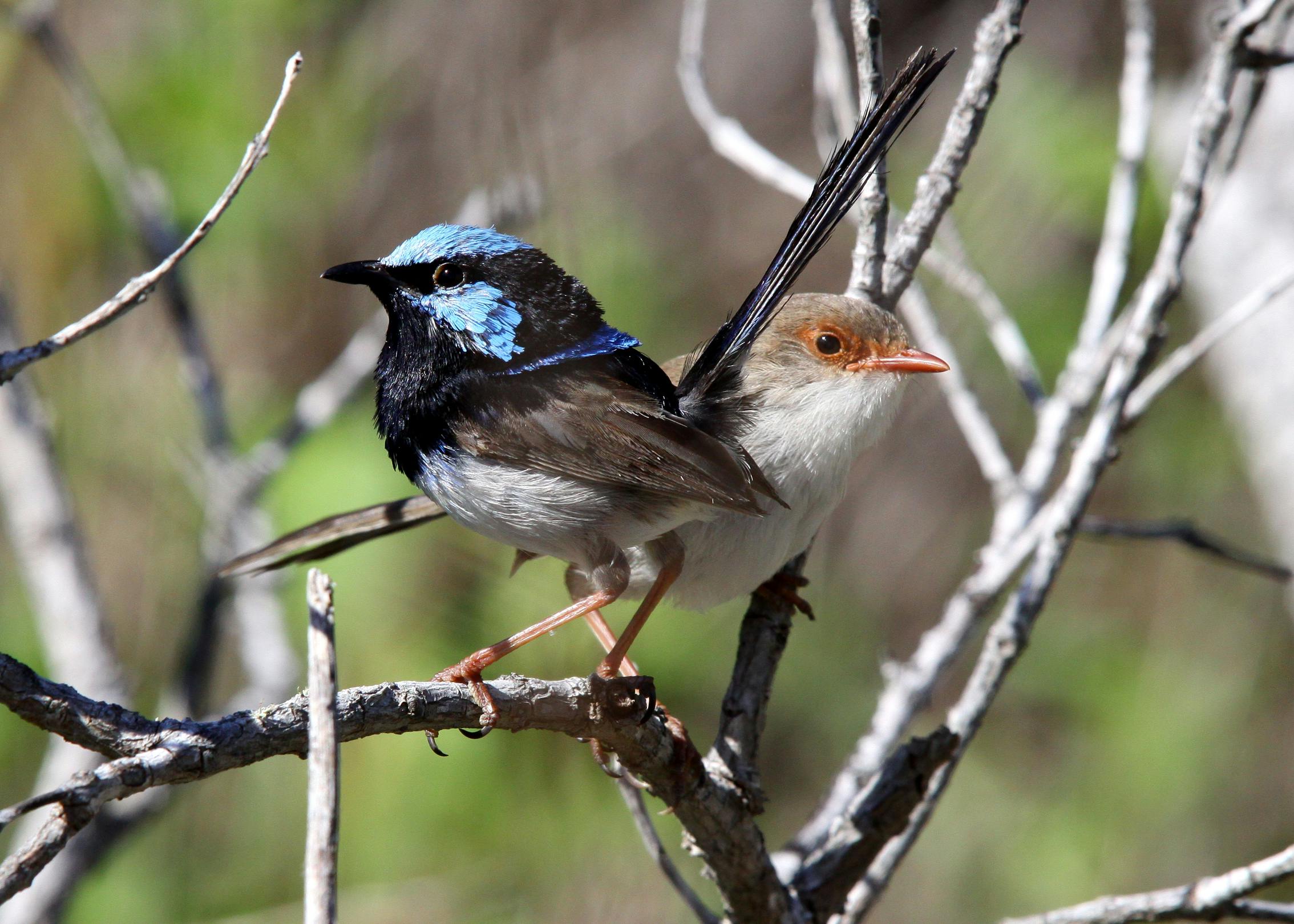 Wren Pair