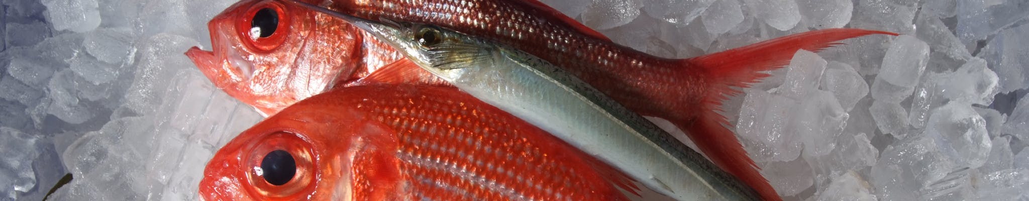 Fresh fish lying on ice