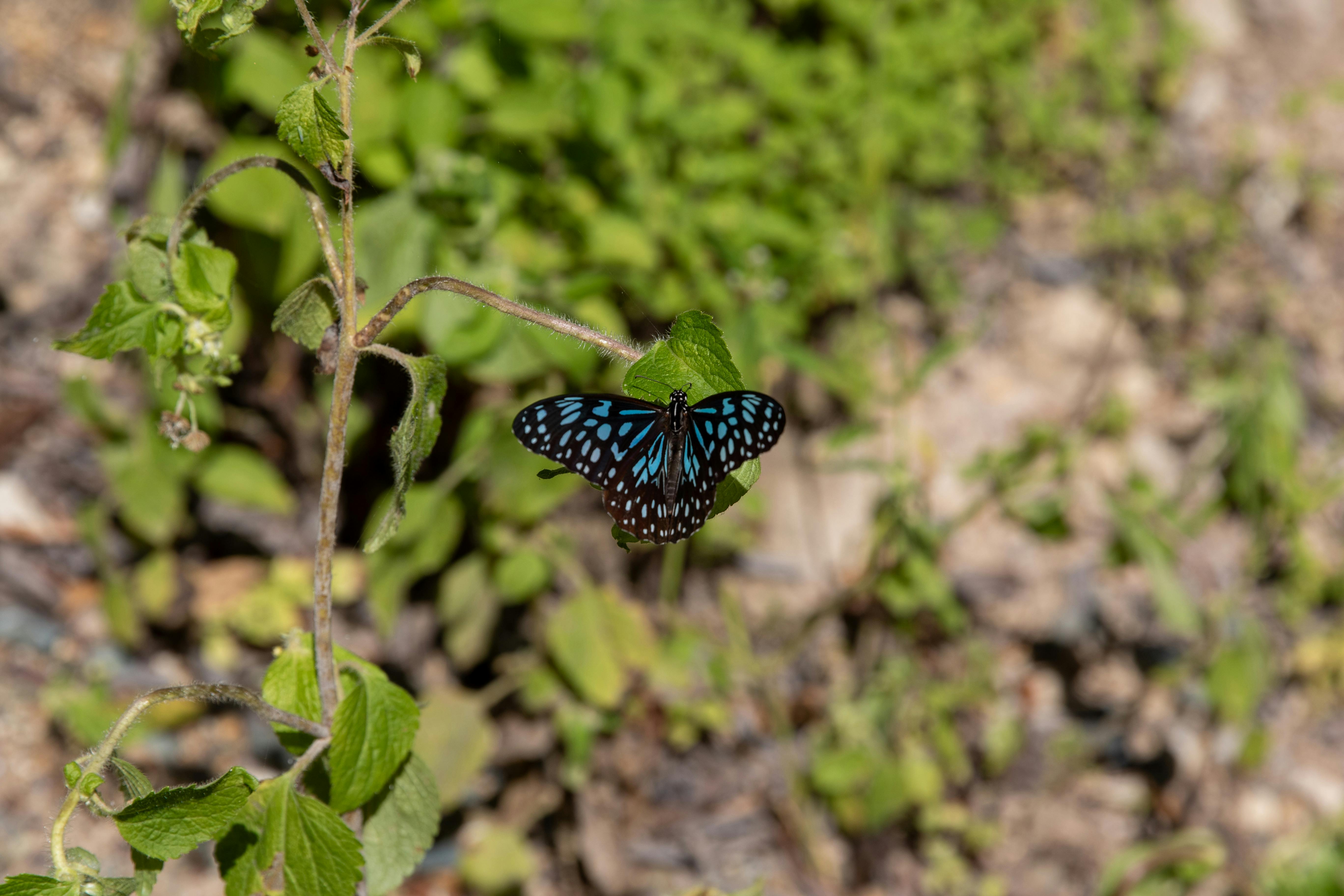 Patrick Cordova - Wildlife CC-BY