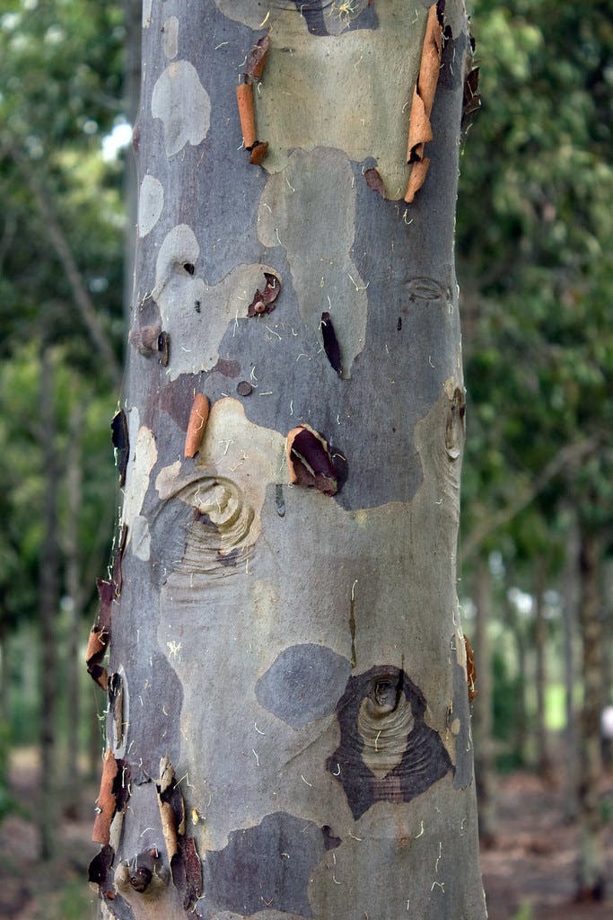 Spotted gum