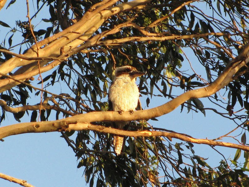 Alexandrina Council Staff Photo - Kookaburra