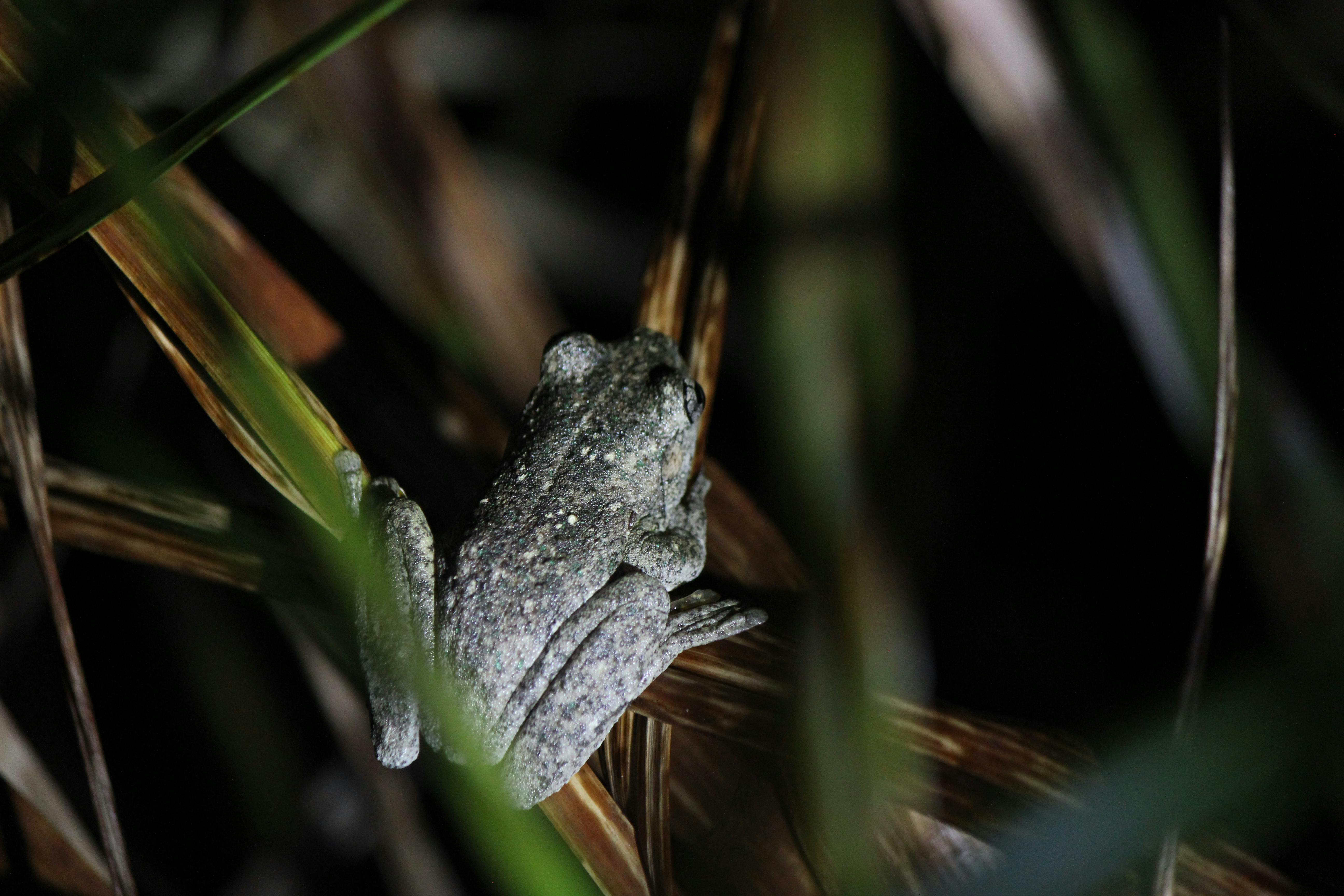 Peron's Tree Frog (Litoria peronii)