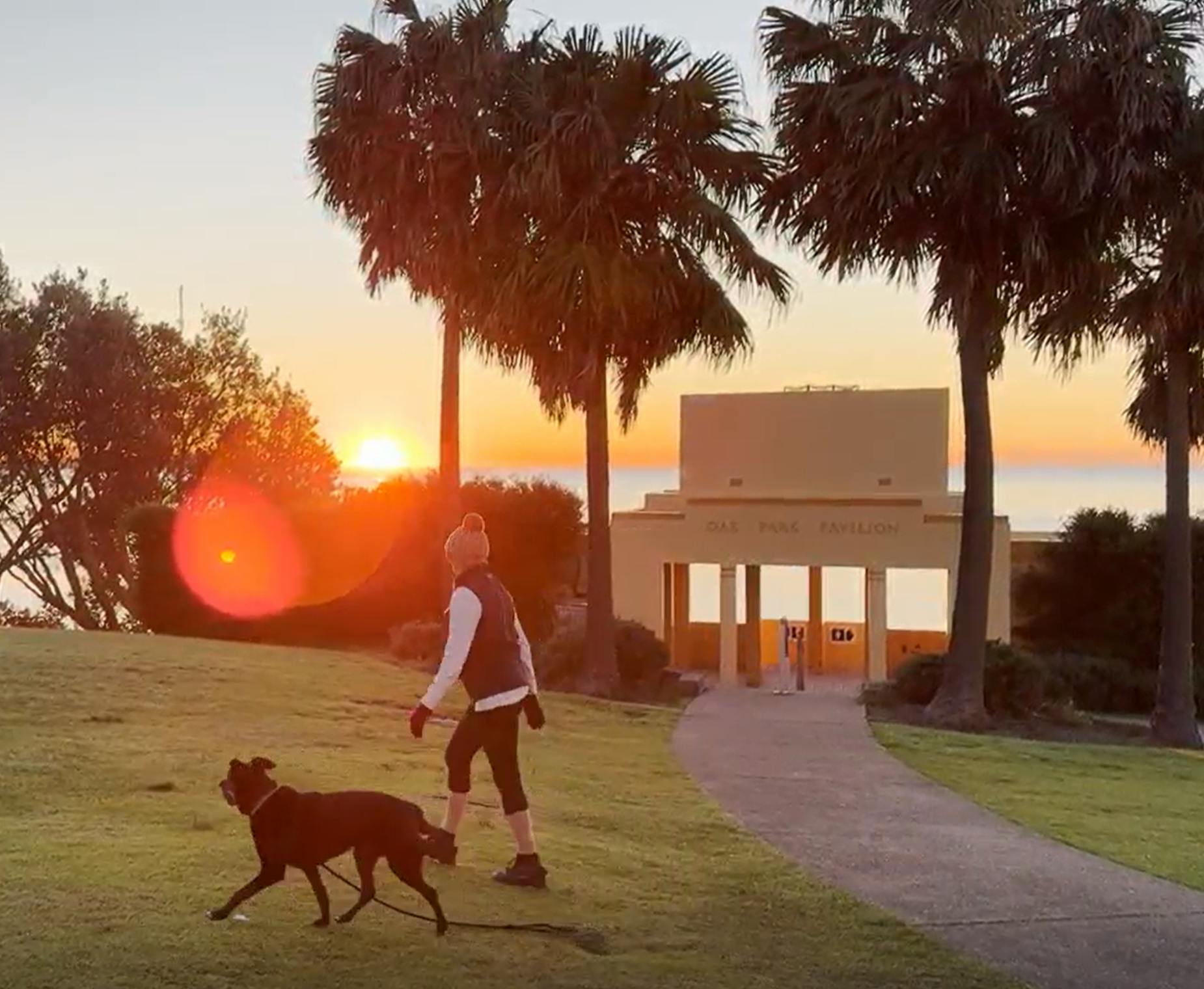 Dog walker at Oak Park