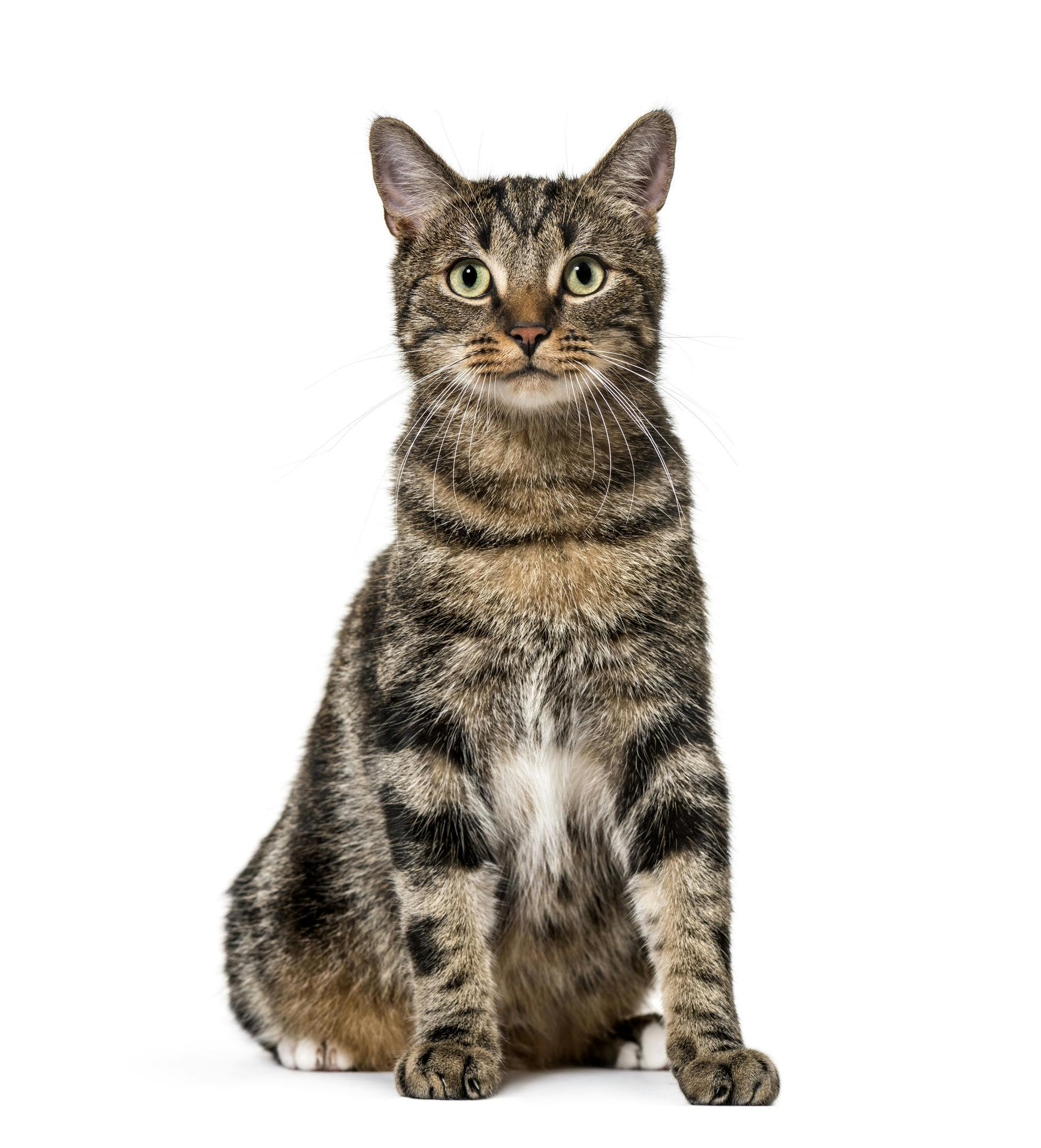 Cat image 3 - tabby cat.png