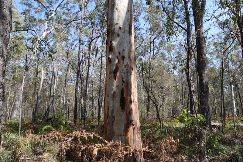 Koala Habitat in Yarri Barri Nature Reserve