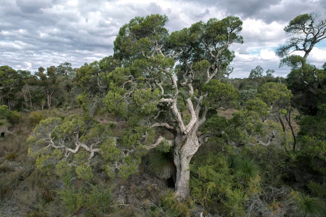 City of Kwinana Draft Local Biodiversity Strategy | Love My Kwinana