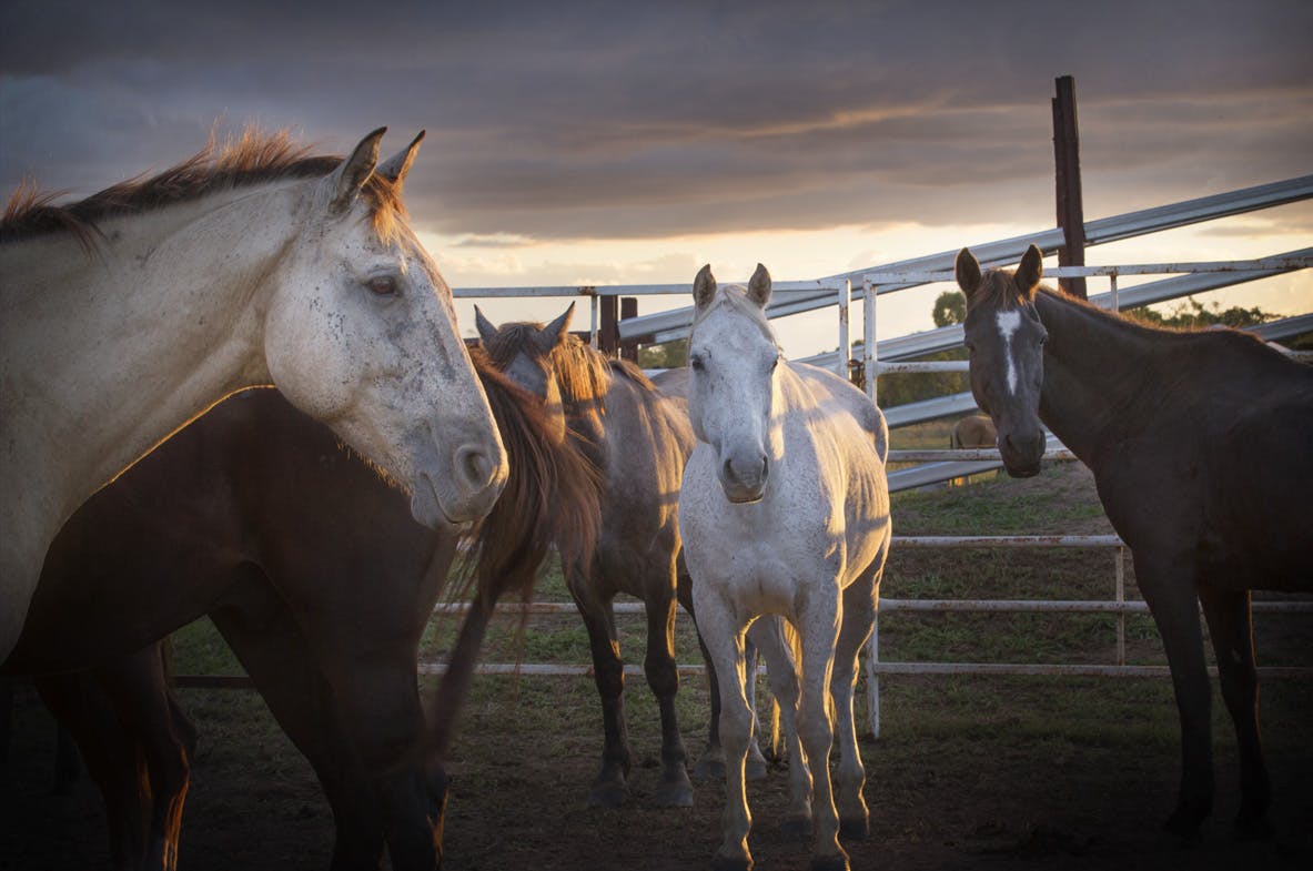 Collinsville Rodeo.jpg