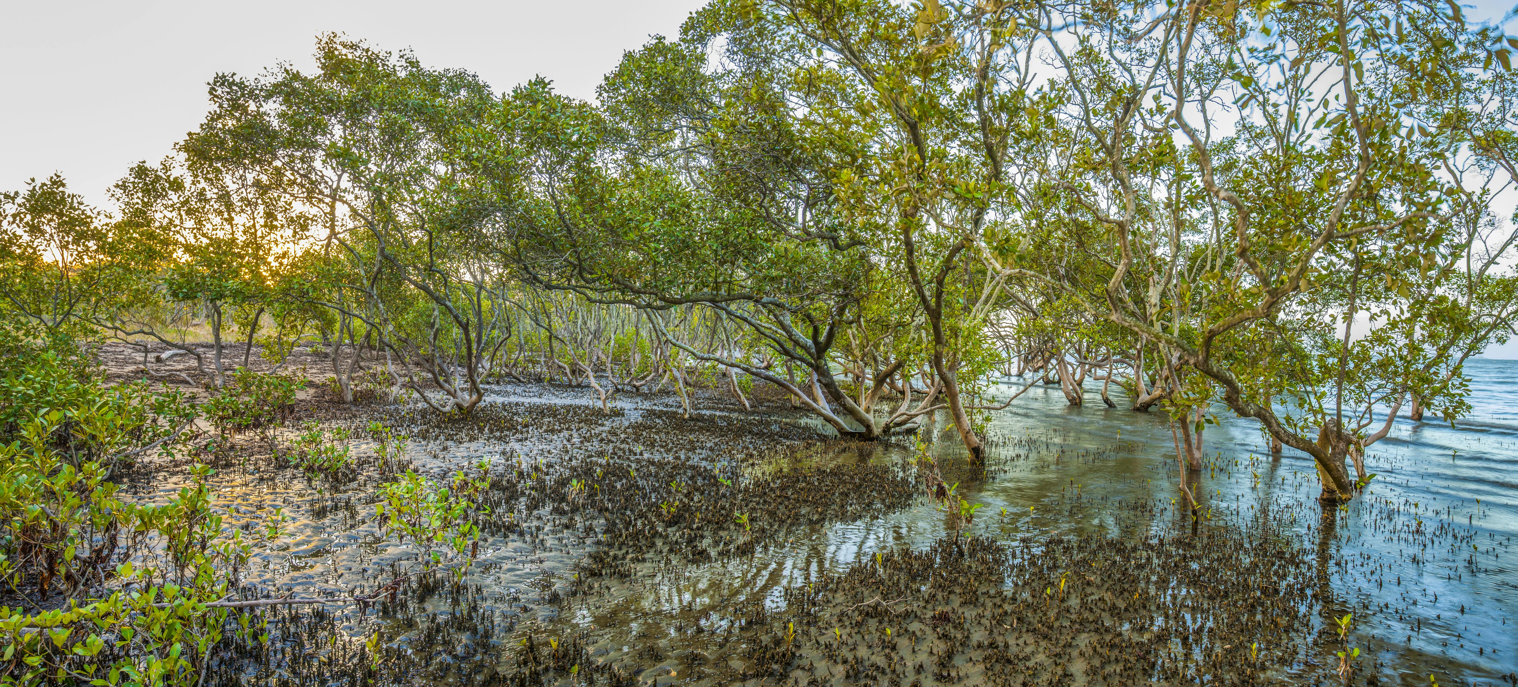 Coastal Mangroves