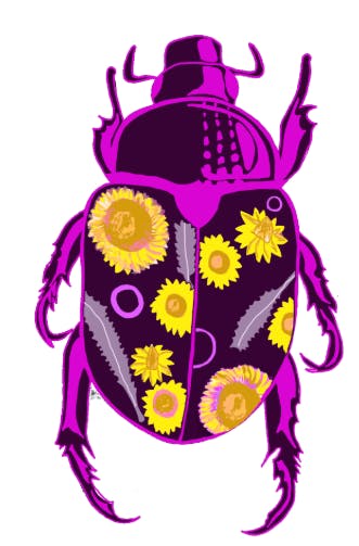 Queensland bugs with Strawflowers