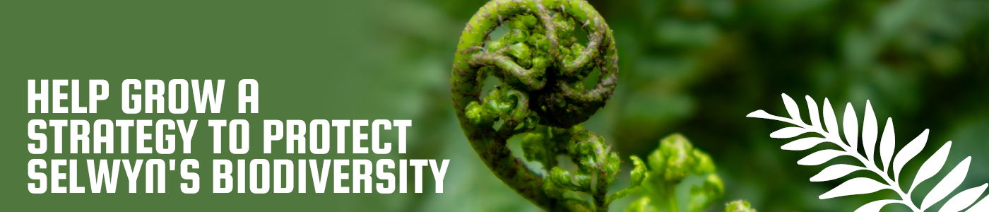Close up image of a curled fern with the text Help grow a strategy to protect Selwyn's biodiversity