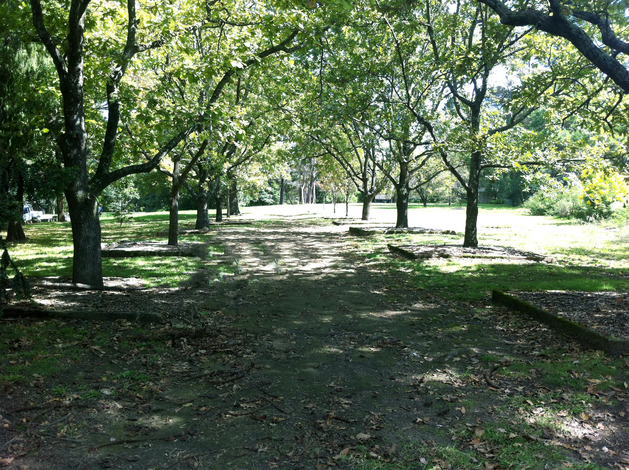 Corridor of Oaks