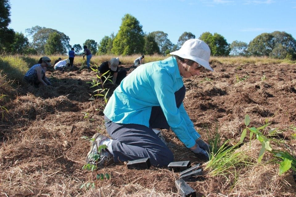 Belivah Creek planting