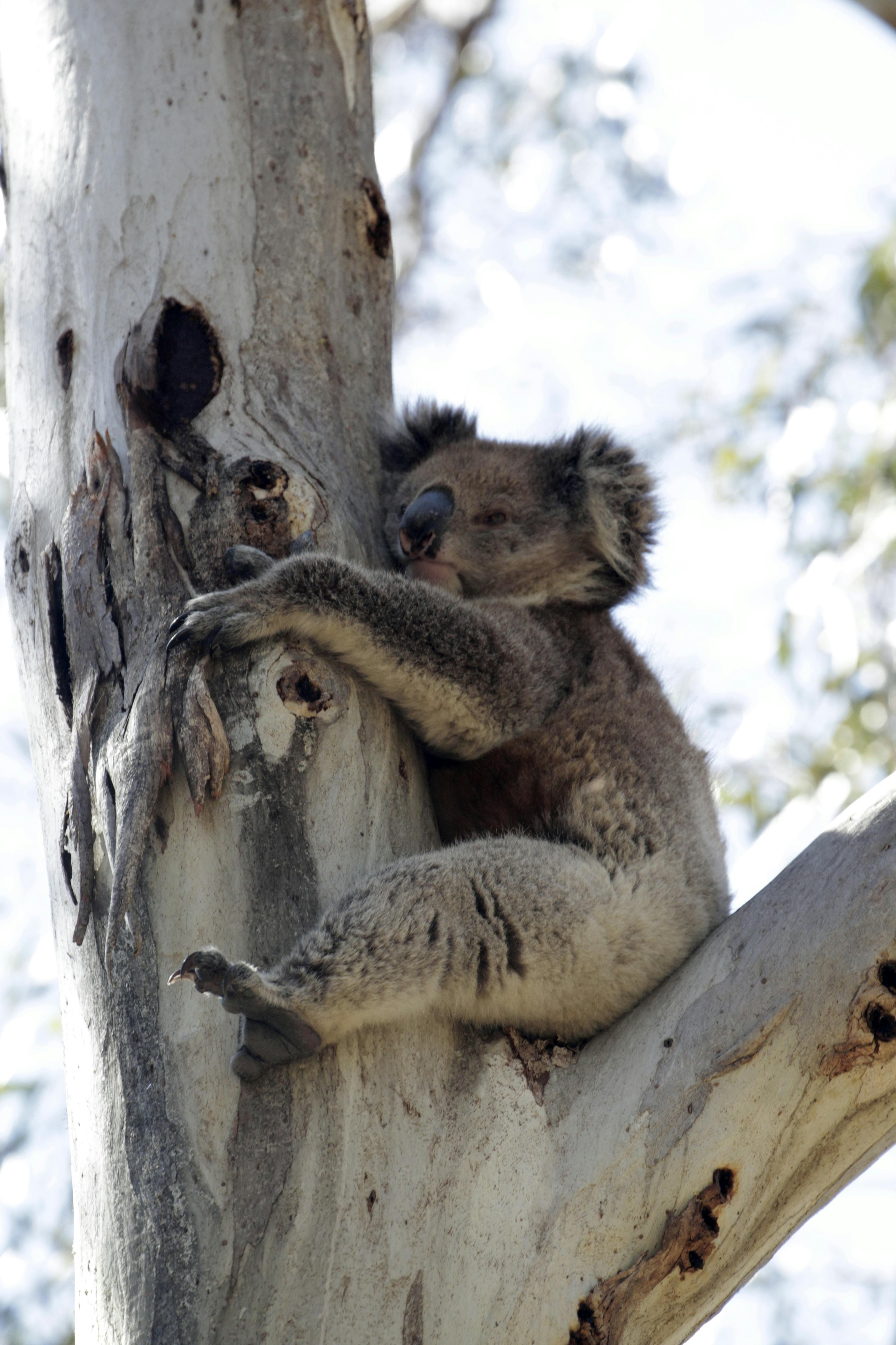 Koala (Image: J. Facelli)