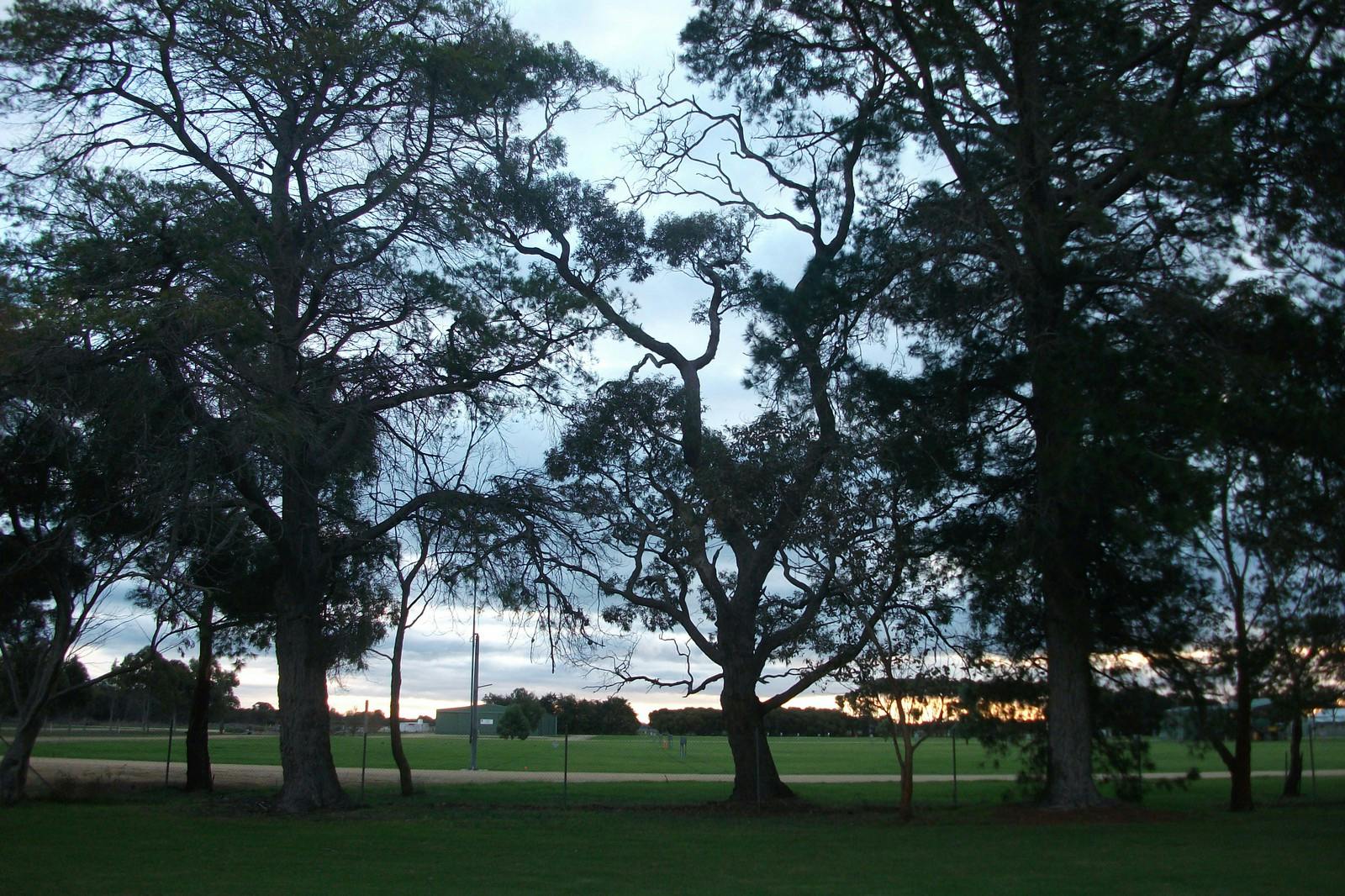 Lucindale Pine Trees 3
