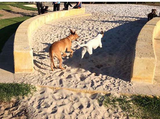 Dog sand play/dig area