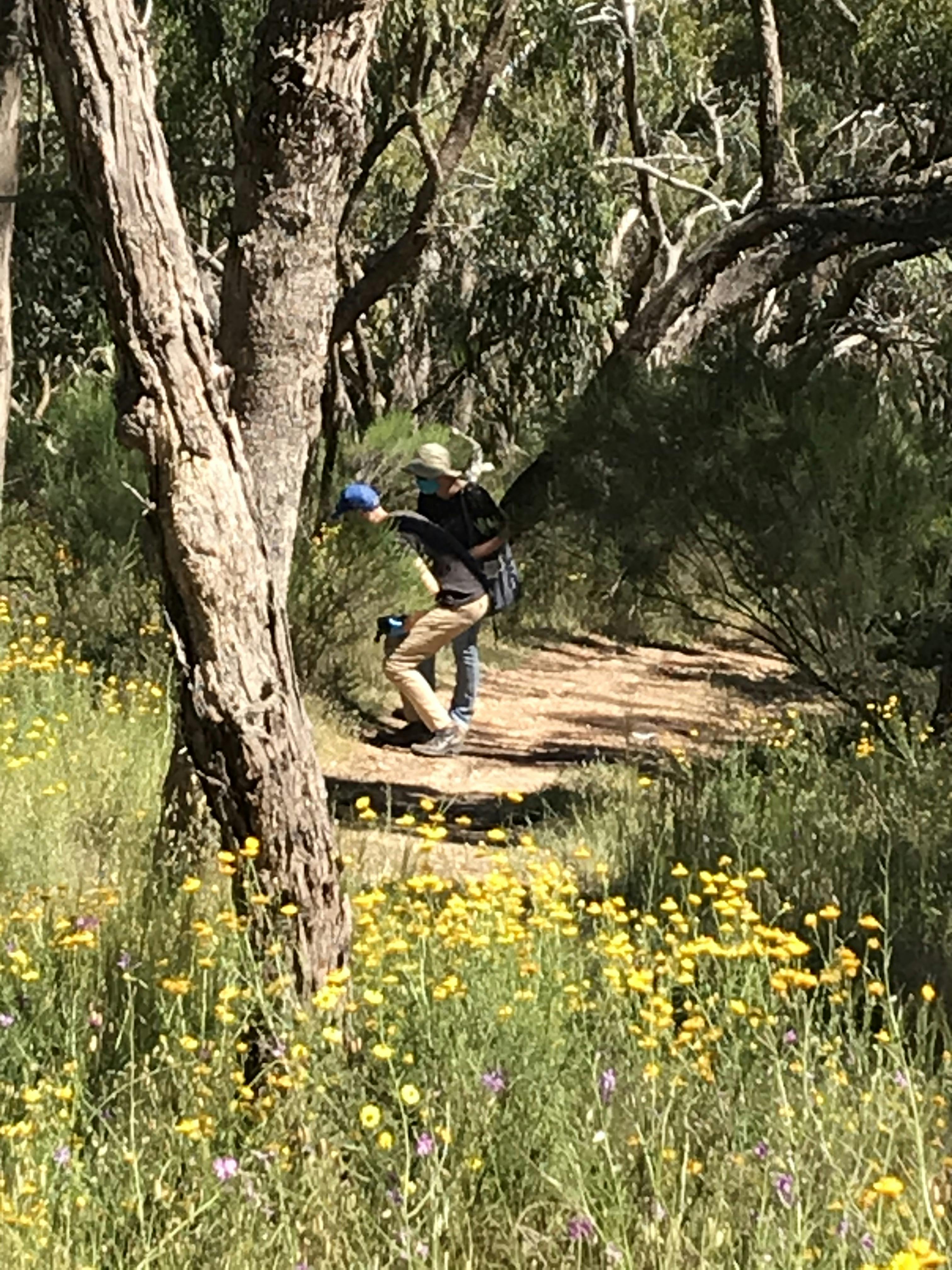 Wildflower walks