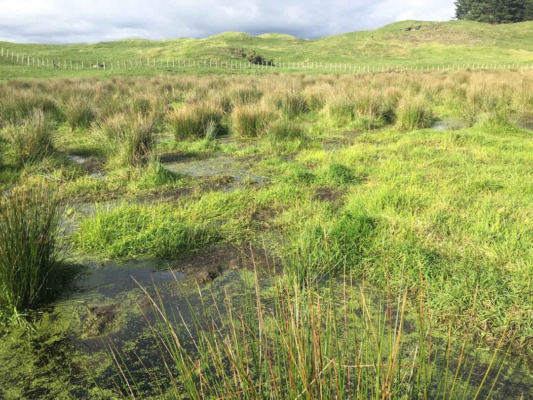 Example of a natural depression wetland, filled with rushes, herbs, and sedges