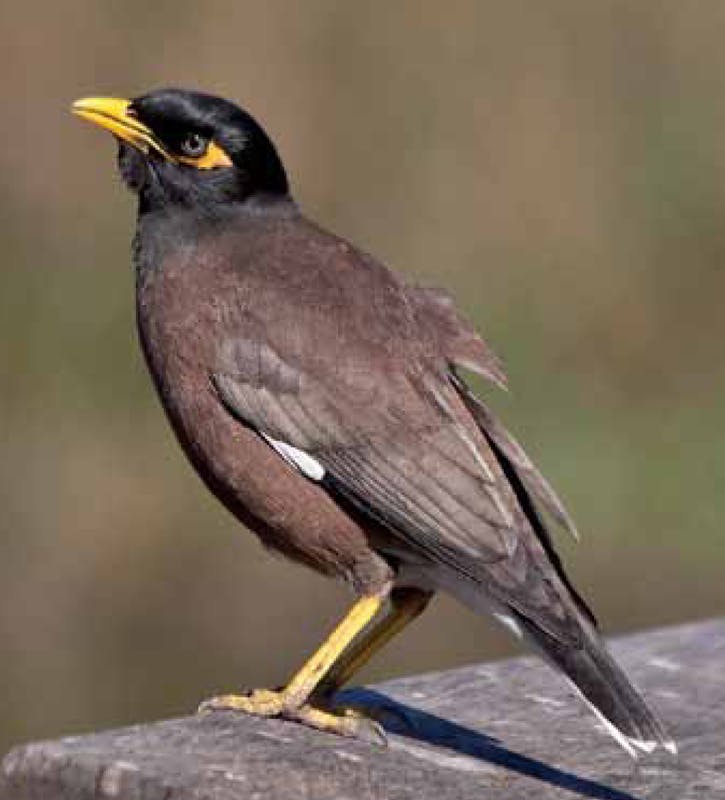 Indian or Common Mynas - Council educates and loans traps
