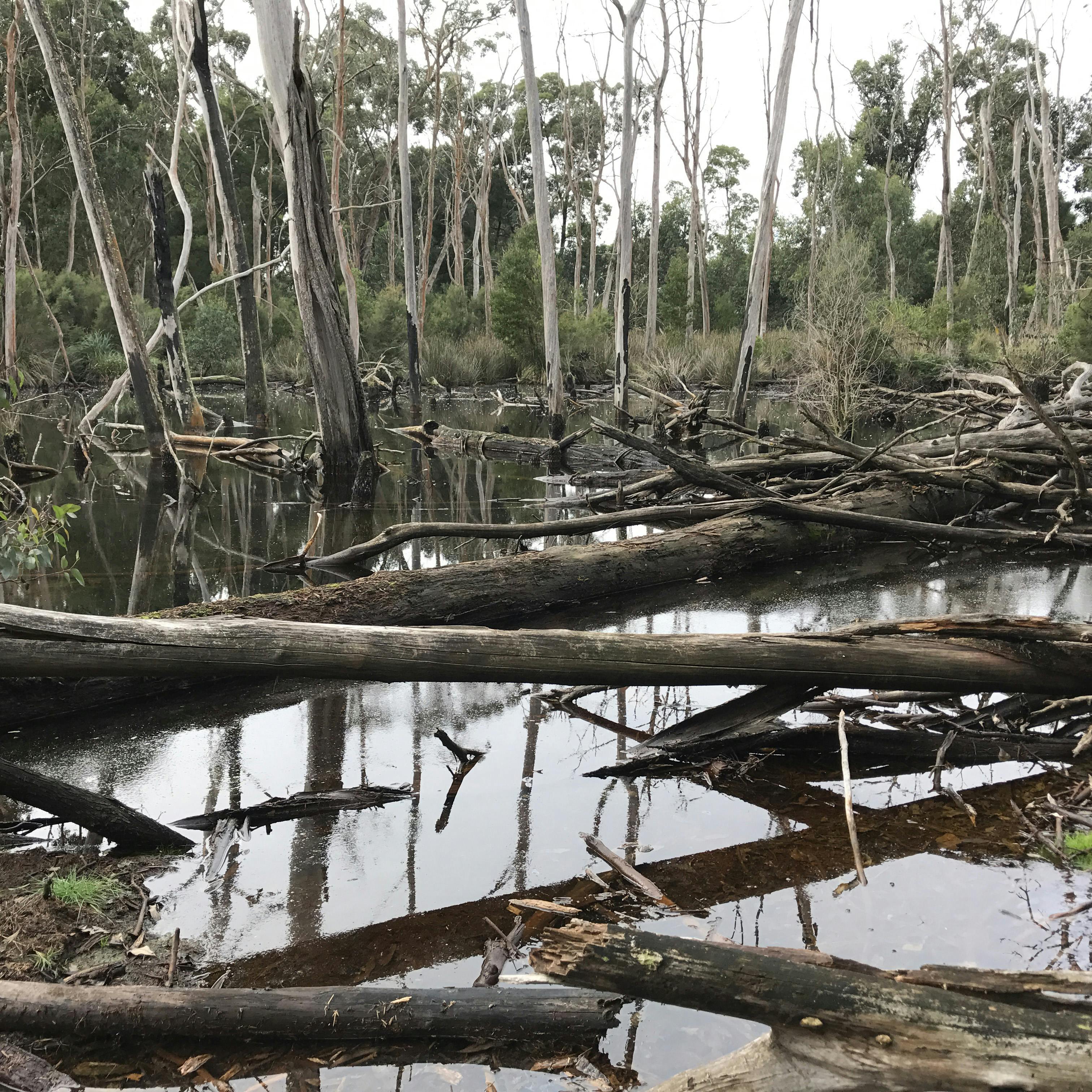 Big Swamp