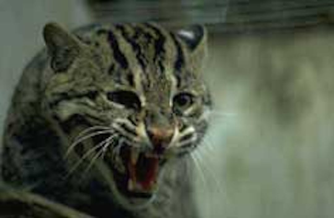 Feral Cat Image