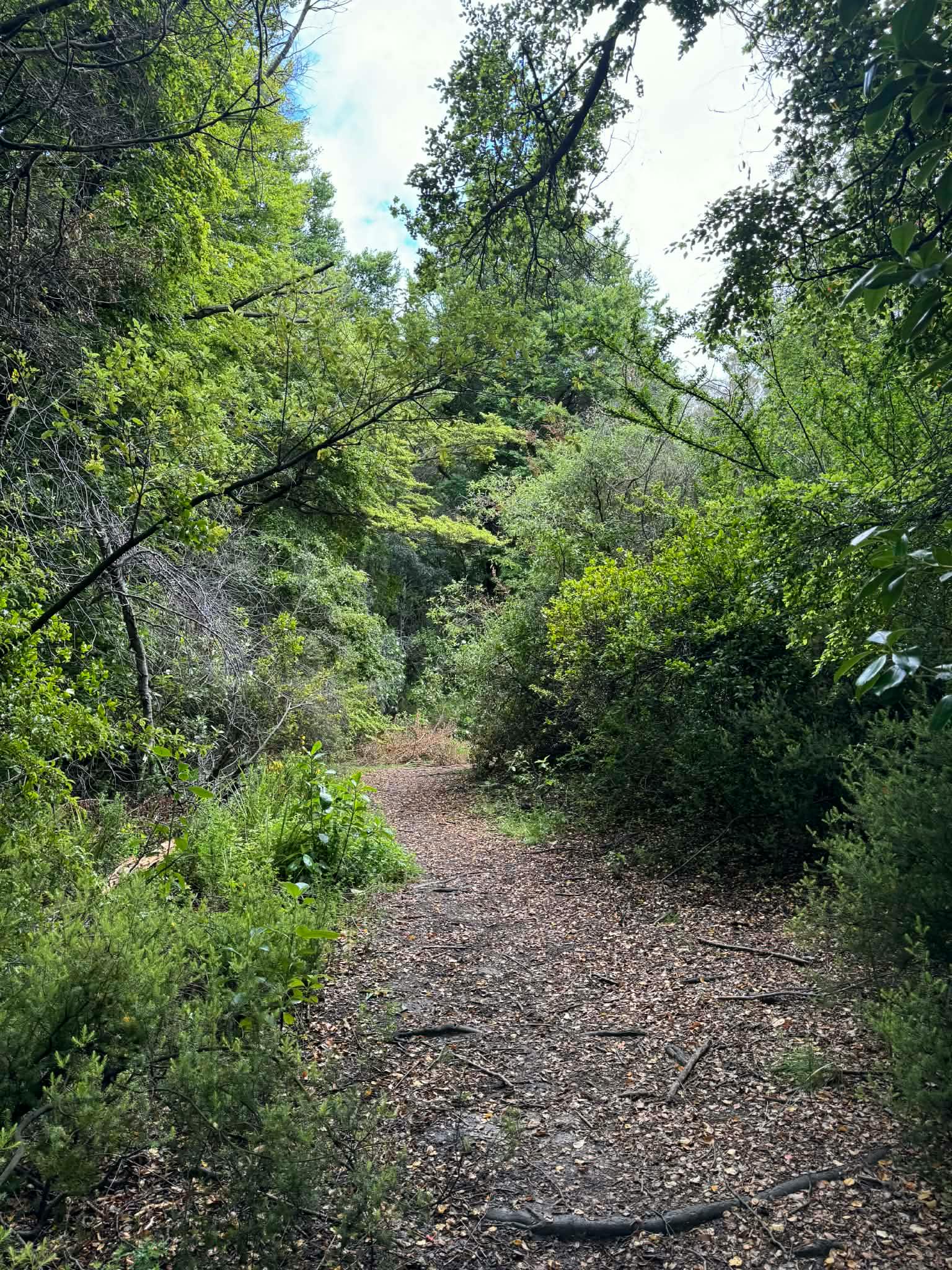Walking track through Sunshine Bay Reserve.