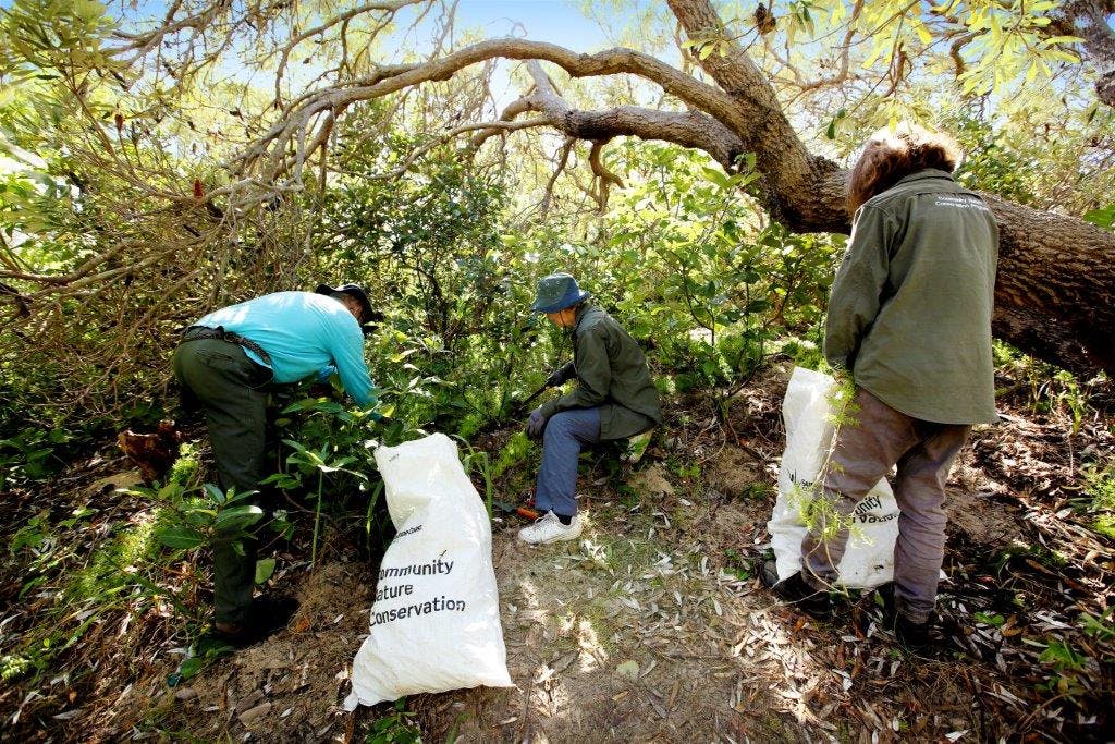 A strong community gets involved in restoring our native environment