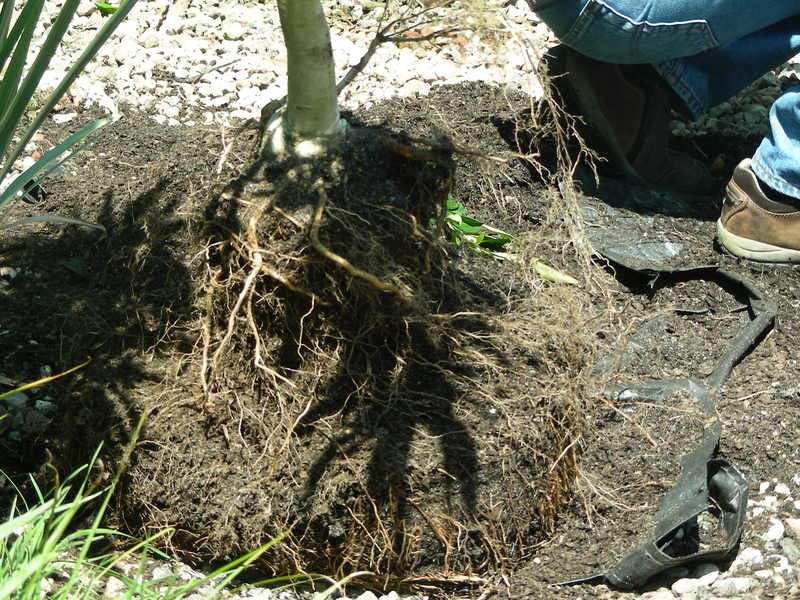 Poor root system development on a Flowering Pear