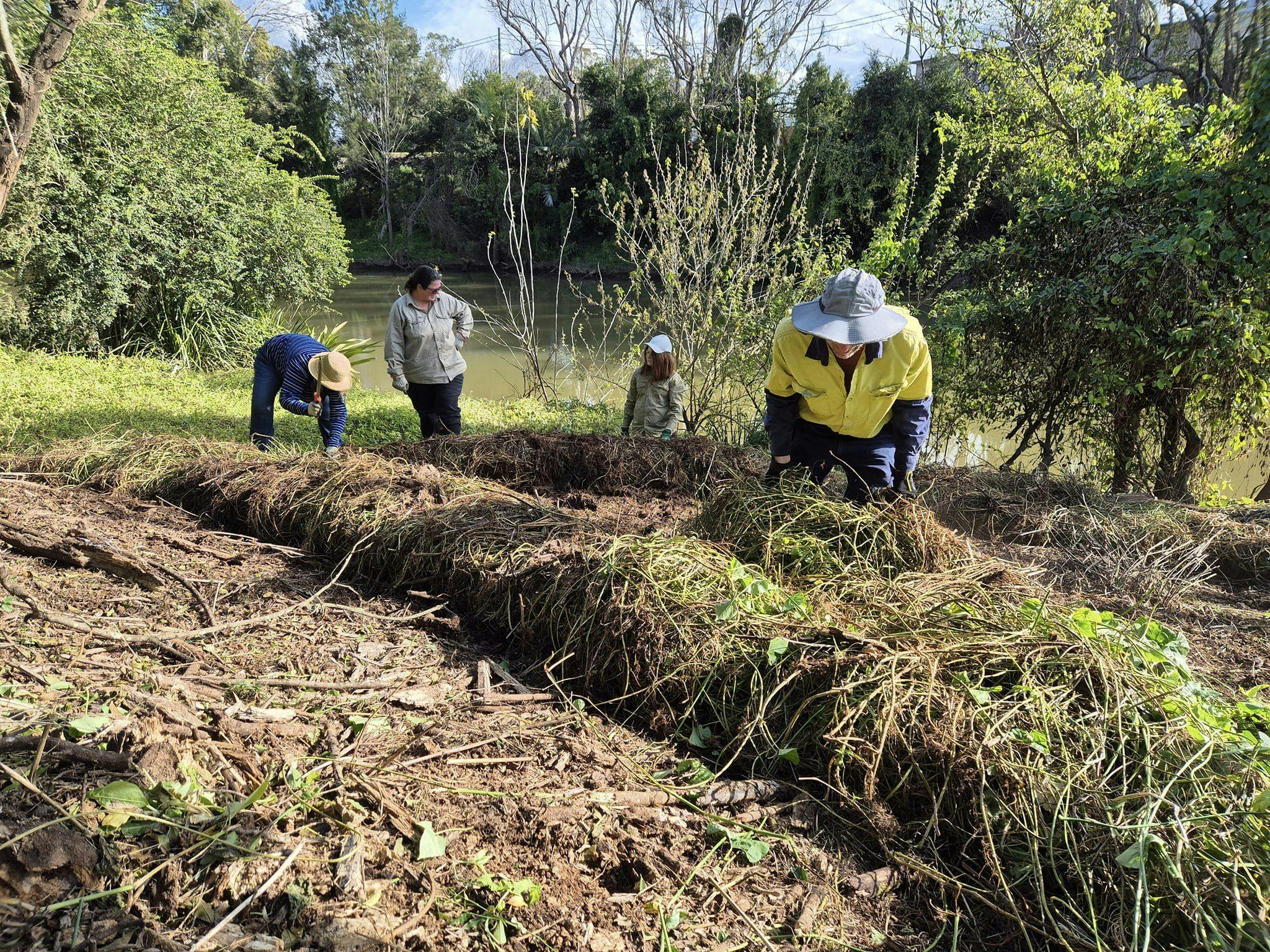 Rollingweeds_credit_Wilsons River Landcare.jpg