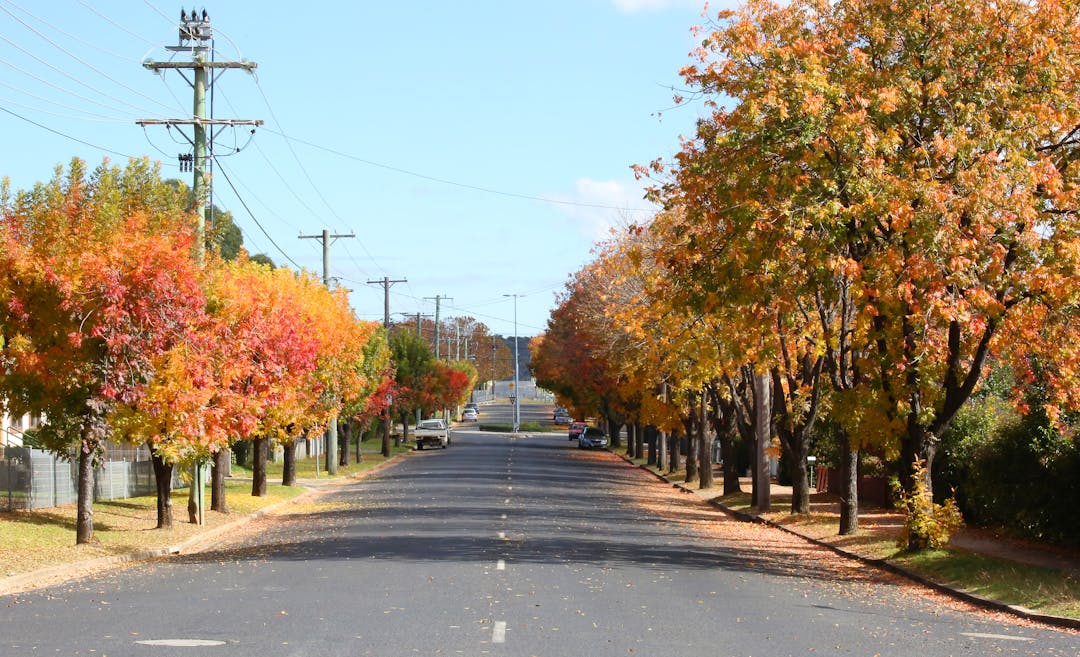 Street with trees in Autumn colour