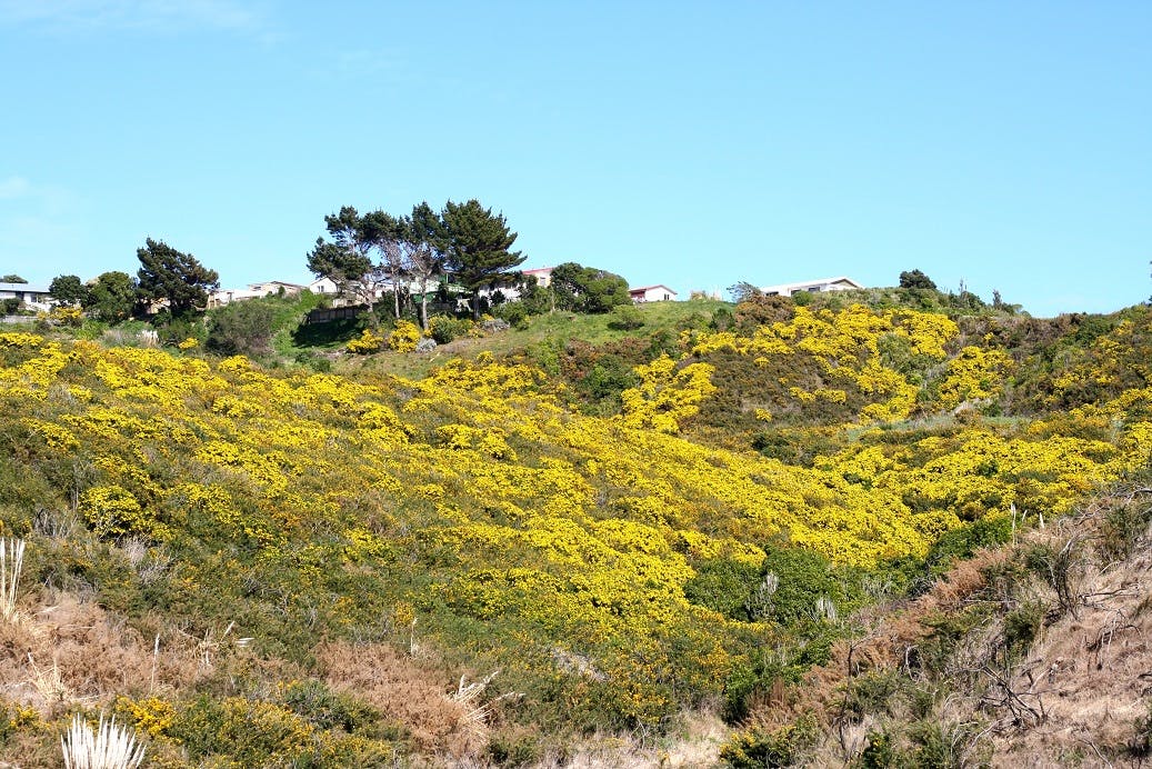 Gorse below Gloaming Hill properties