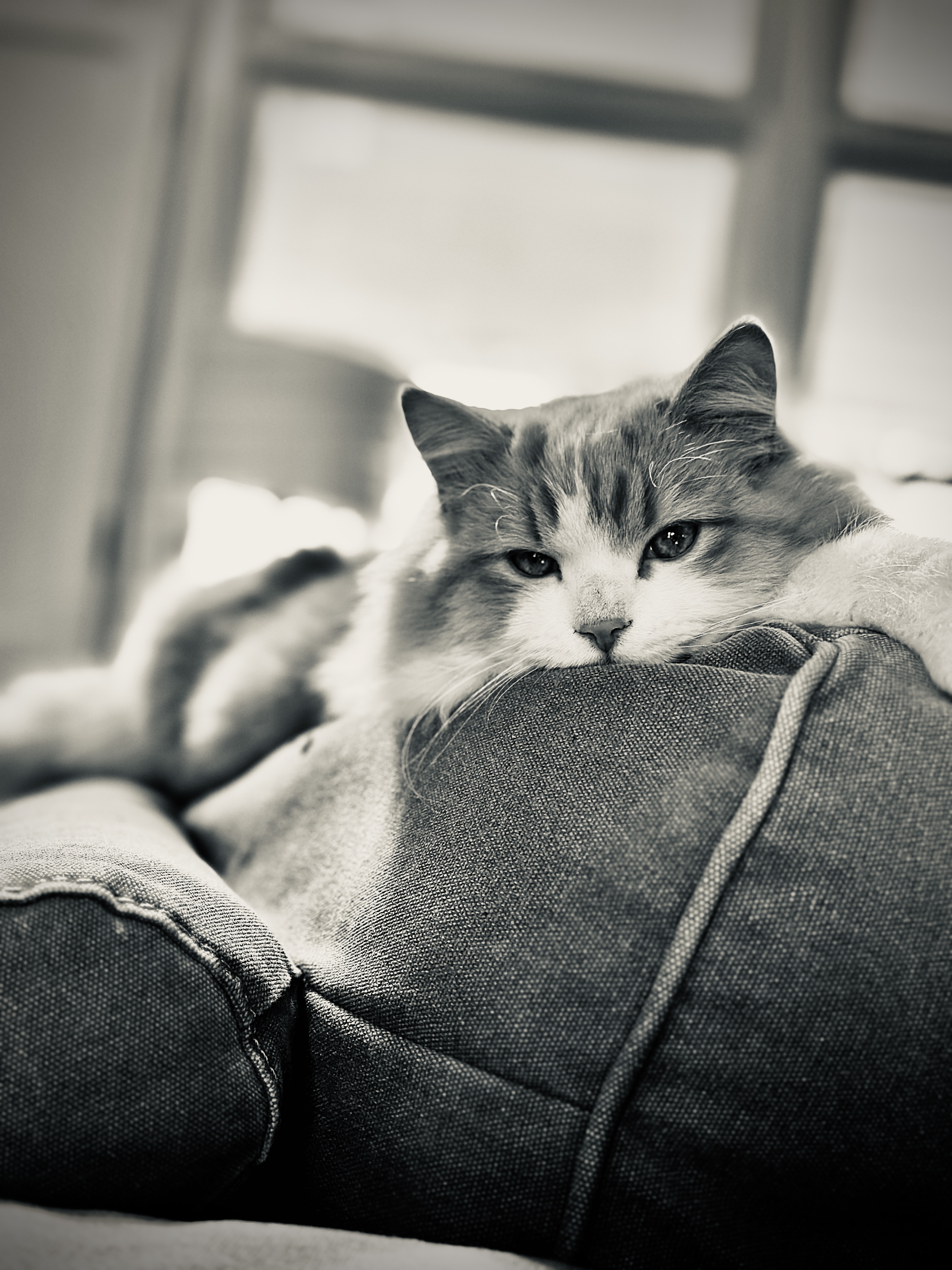 Hudson Leitch - Monochrome Meow 