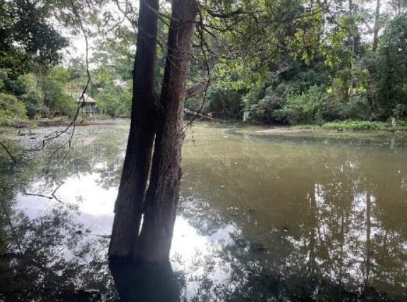 Lagoon 1, looking upstream.PNG