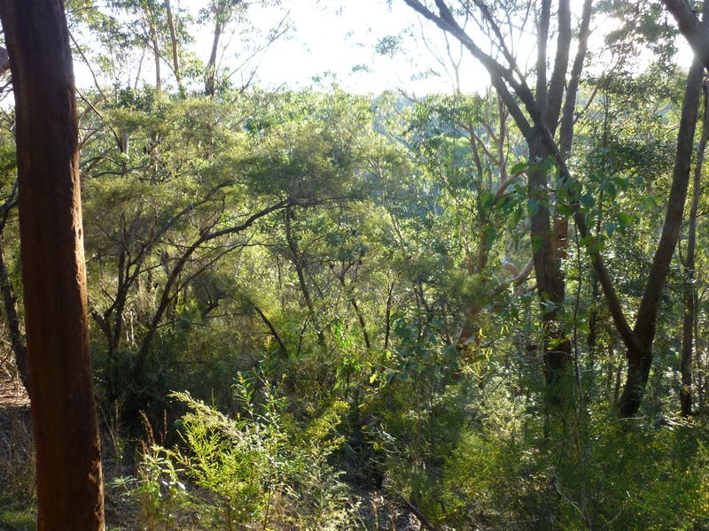 Bushland area, & view to Magdala Creek - Batman Reserve