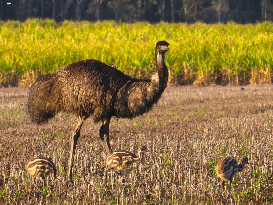 Emu with chicks.