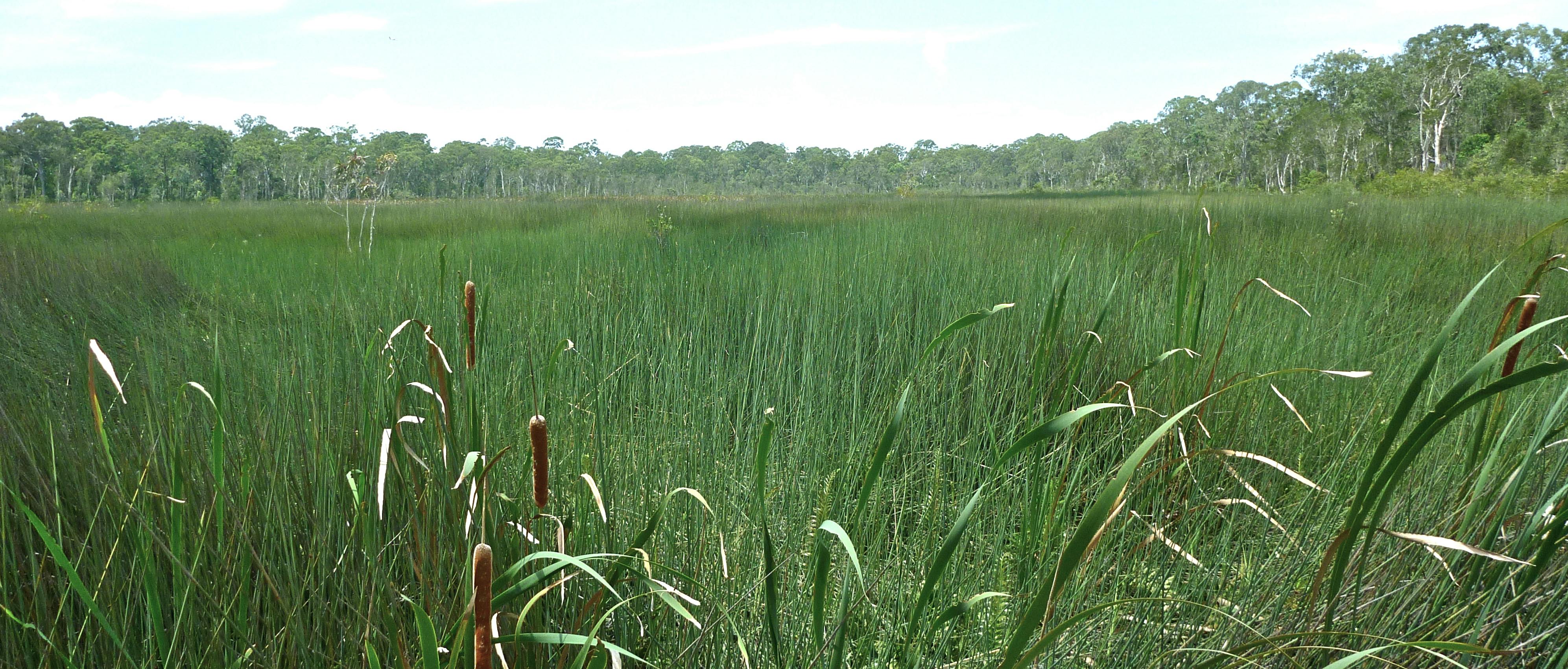 Reed wetlands