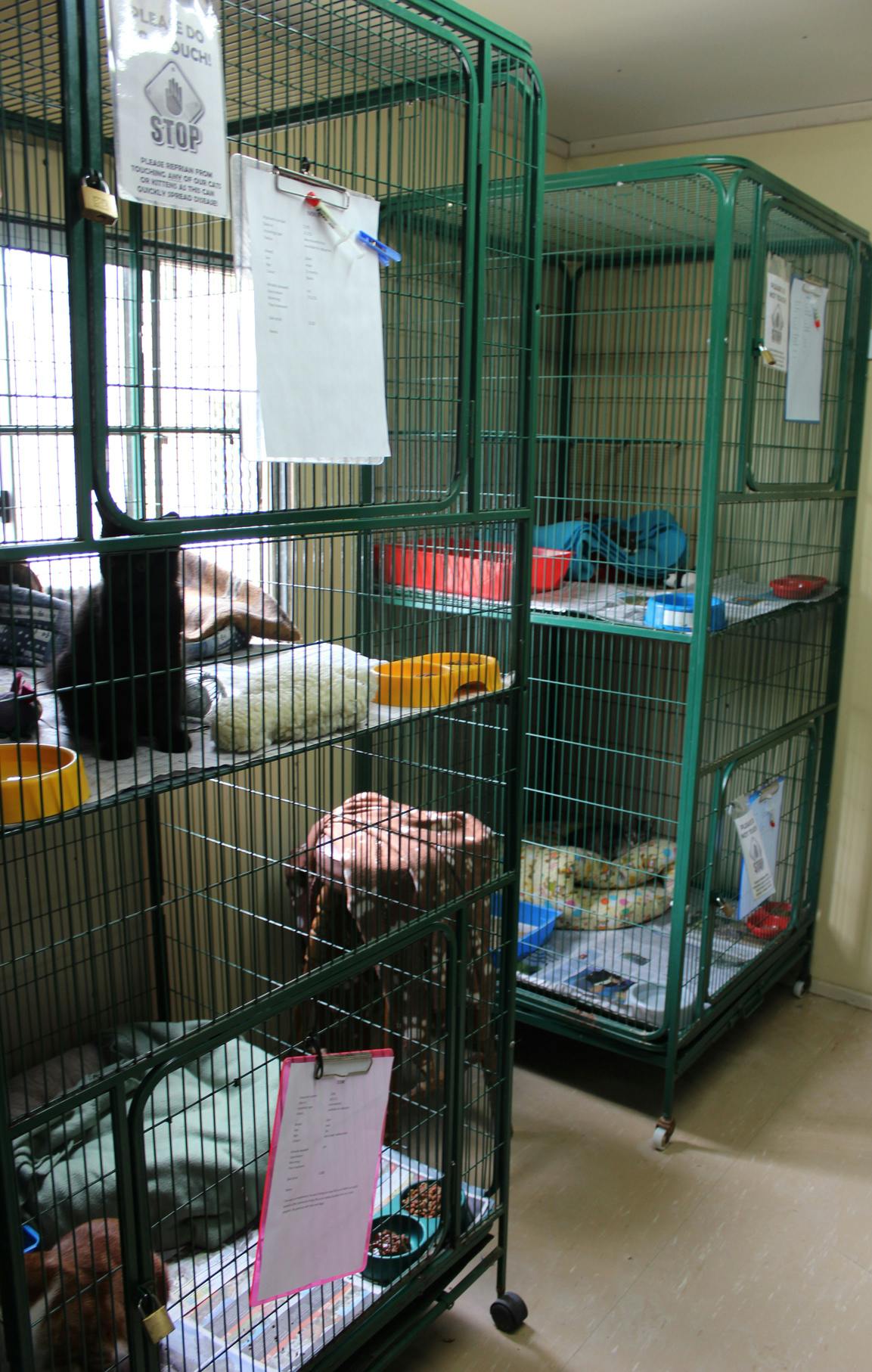 Cattery Upstairs