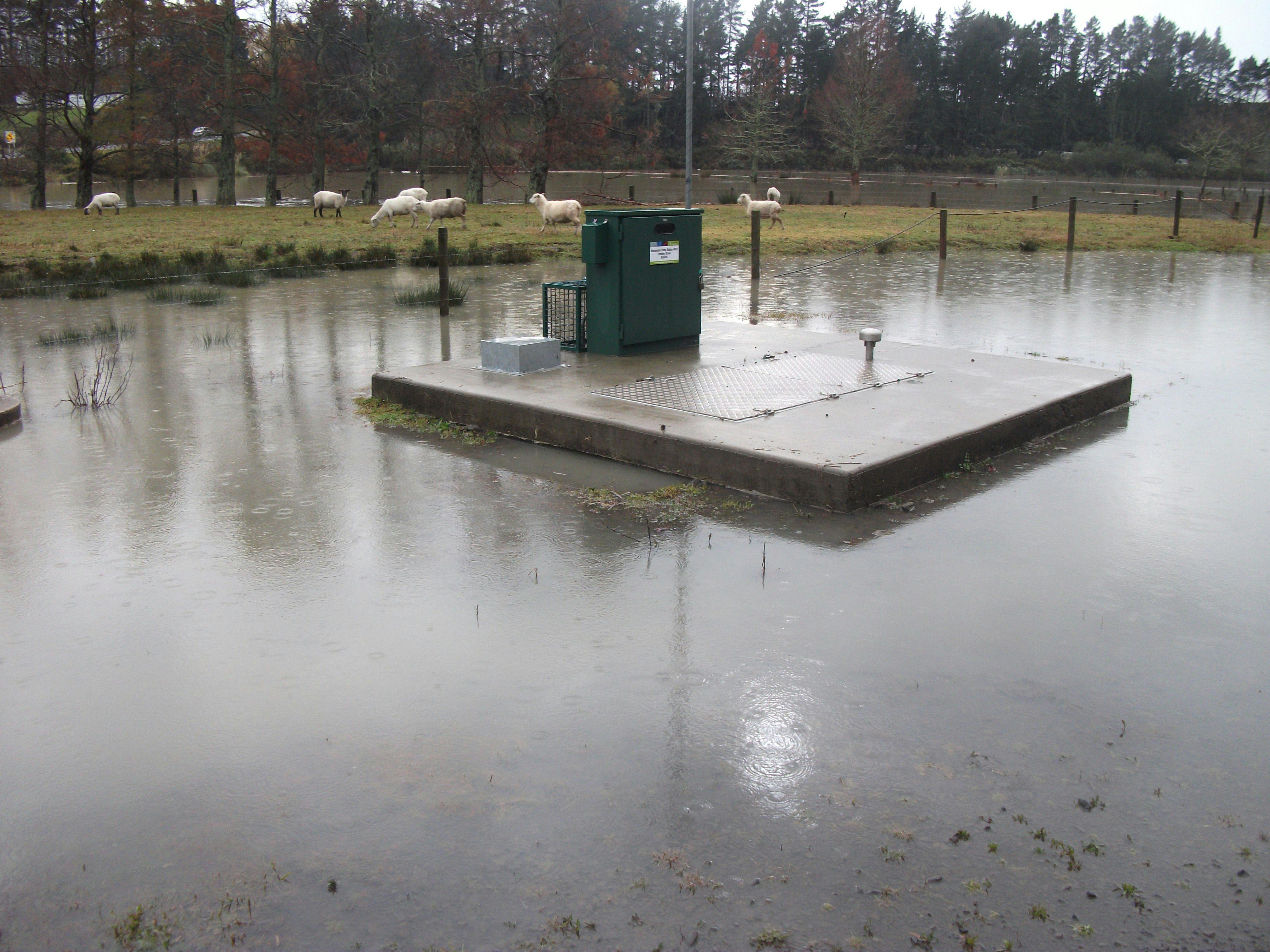 Sheep In Flooded Area