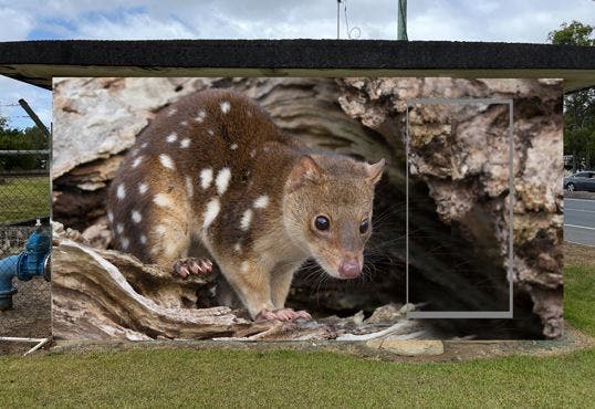 Spotted Tailed Quoll.JPG