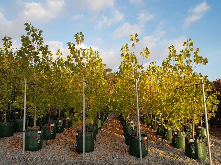 Tree cultivation for avenue of honour