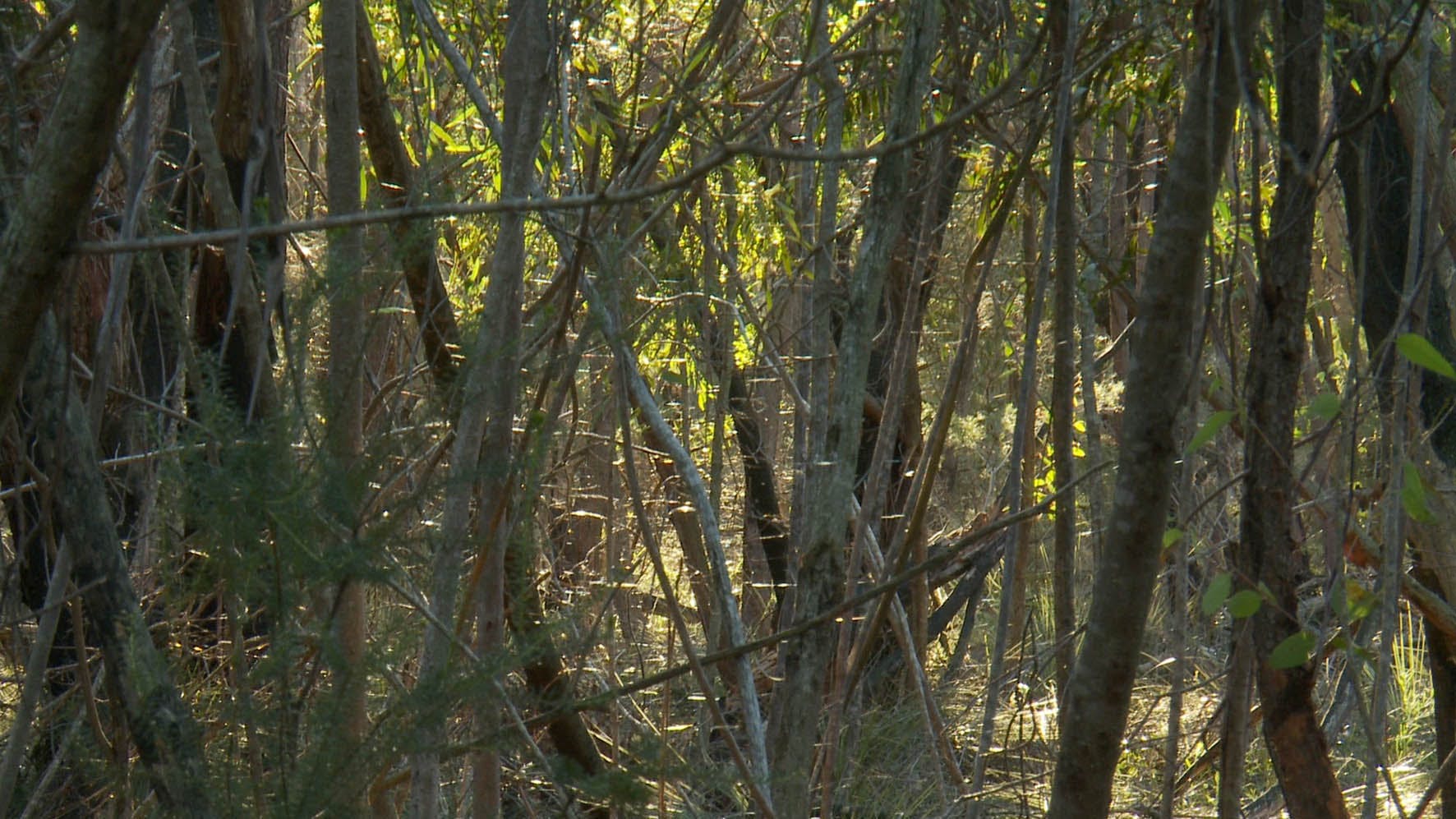 Much of the site is dense bushland