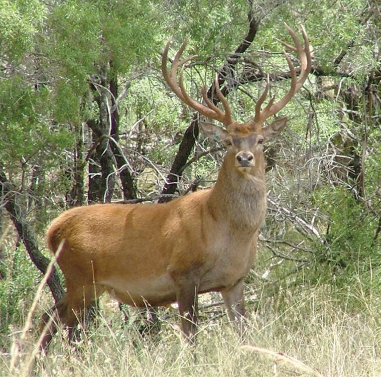 Red Deer (Cervus elaphus) is a feral animal found in Noosa Shire. It is listed in the Queensland Biosecurity Act 2014 as an invasive species