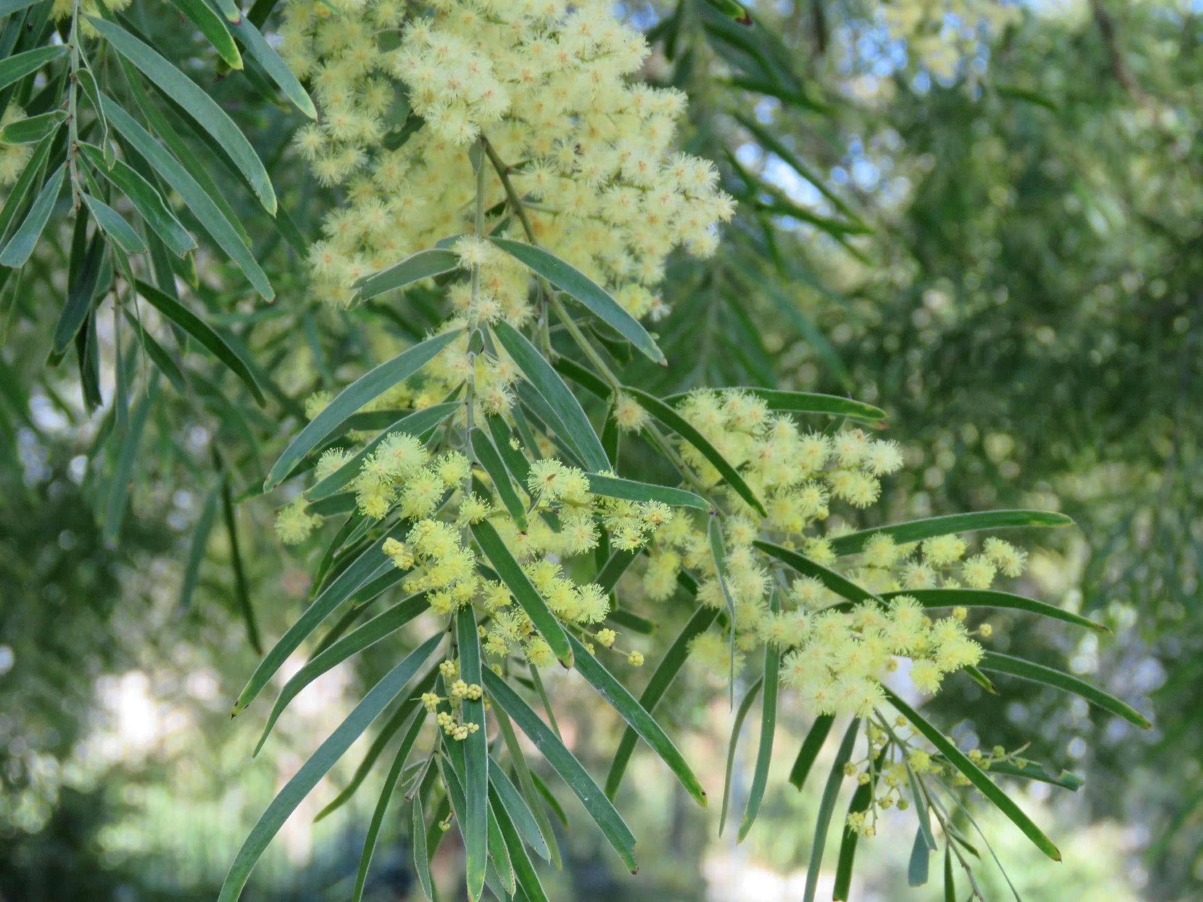 Brisbane wattle flowers. Yellow flowers with green leaves